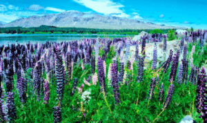 best New Zealand tour packages for spring travel