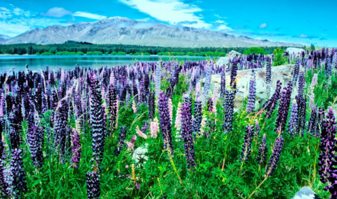 best New Zealand tour packages for spring travel