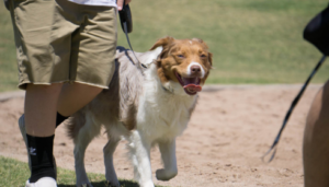 Dog Training Success Arizona Proven Methods That Work